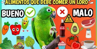 Mazuri Loros: La mejor alimentación para tus aves