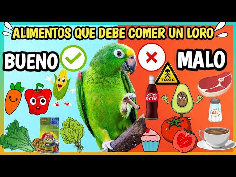 Mazuri Loros: La mejor alimentación para tus aves