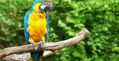 Descubre el precio del guacamayo azul y amarillo: ¡una belleza al alcance de todos!