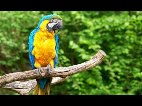 Descubre el precio del guacamayo azul y amarillo: ¡una belleza al alcance de todos!