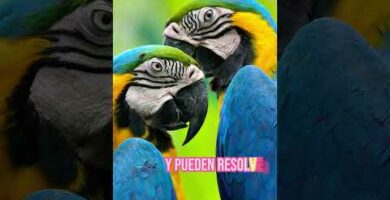 Venta de guacamayos en Murcia: Exóticas aves multicolores a tu alcance