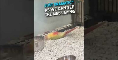 Guacamayos for Sale: Discover Exquisite Pet Birds