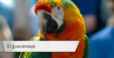 Descubre el fascinante guacamayo argentino: características y cuidados