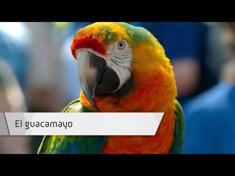 Descubre el fascinante guacamayo argentino: características y cuidados