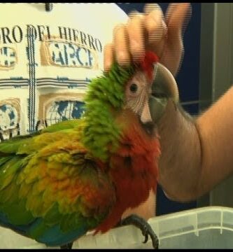 Descubre el precio de un guacamayo: todo lo que debes saber