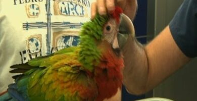 Descubre el precio de un guacamayo: todo lo que debes saber