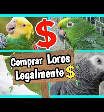 Tienda de guacamayos: variedad de aves exóticas en un solo lugar