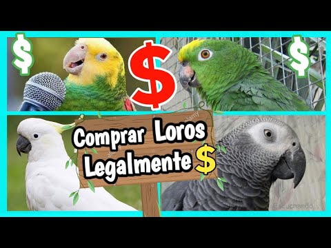 Tienda de guacamayos: variedad de aves exóticas en un solo lugar