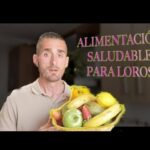 El mejor pienso para guacamayos: una alimentación saludable y equilibrada