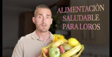 El mejor pienso para guacamayos: una alimentación saludable y equilibrada