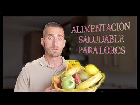 El mejor pienso para guacamayos: una alimentación saludable y equilibrada