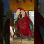 Descubre el mejor guacamayo rojo precio en línea