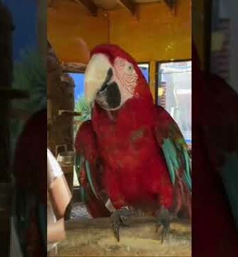 Descubre el mejor guacamayo rojo precio en línea