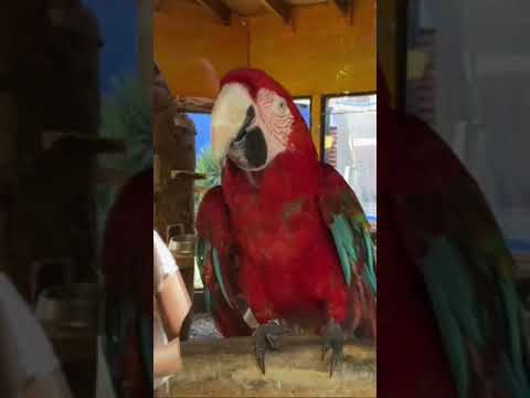 Descubre el mejor guacamayo rojo precio en línea