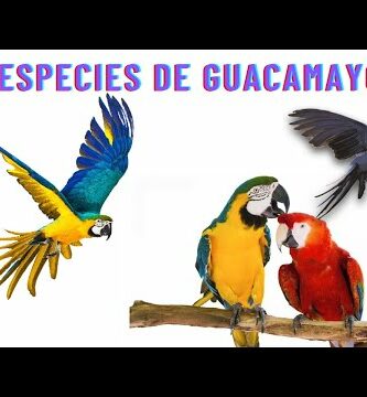 Guacamayo violeta: descubre todo sobre esta increíble especie