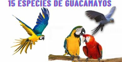 Guacamayo violeta: descubre todo sobre esta increíble especie