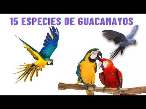 Guacamayo violeta: descubre todo sobre esta increíble especie