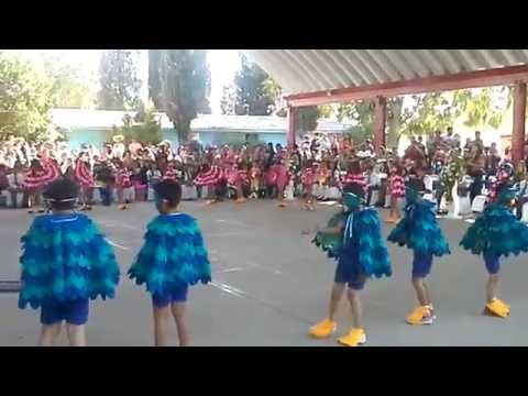 Danza de los guacamayos: ritmo y color en movimiento
