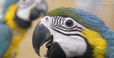 Guacamayo enano papillero: todo sobre esta adorable mascota