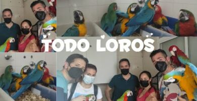 Mejores criadores de guacamayos: expertos en aves exóticas