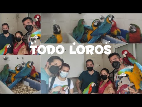 Mejores criadores de guacamayos: expertos en aves exóticas