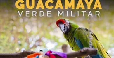 Guacamayos verdes: Todo sobre estas increíbles aves exóticas