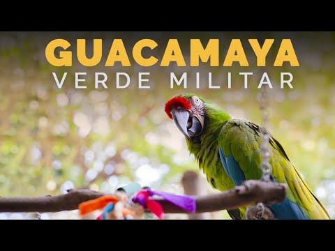 Guacamayos verdes: Todo sobre estas increíbles aves exóticas