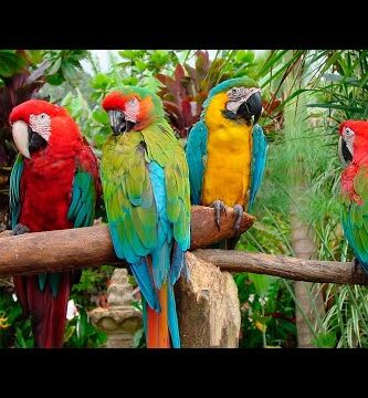 Guacamayo Catalina: La exótica ave que deslumbra con su colorido plumaje