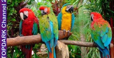 Guacamayo Catalina: La exótica ave que deslumbra con su colorido plumaje