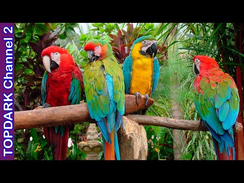 Guacamayo Catalina: La exótica ave que deslumbra con su colorido plumaje