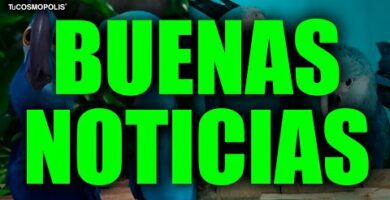 Cantidad de guacamayos azules en el mundo: Estadísticas actualizadas 2022