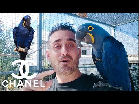 Descubre el majestuoso guacamayo azul Río: belleza y rareza en una sola ave