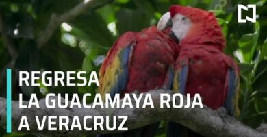 Guacamayo rojo: peligro de extinción y cómo salvarlo