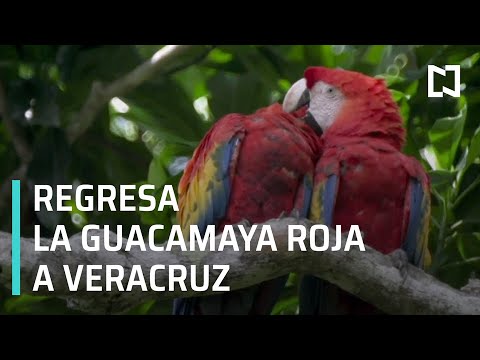 Guacamayo rojo: peligro de extinción y cómo salvarlo