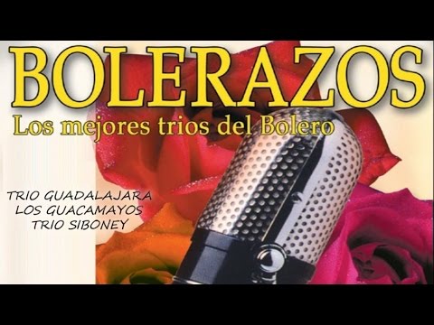 Descubre los guacamayos boleros: colores vibrantes y melodías cautivadoras