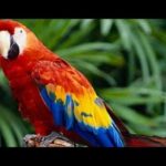 Guacamayo Azul: Peligro de Extinción y Medidas para Su Conservación