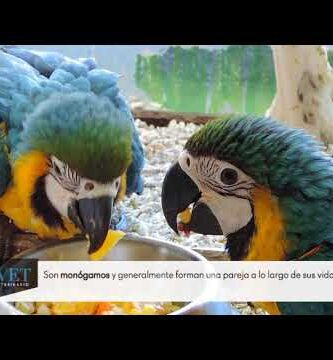 Guacamayo Ara Ararauna Papillero: Todo lo que debes saber