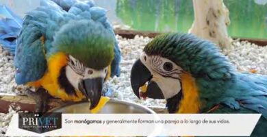 Guacamayo Ara Ararauna Papillero: Todo lo que debes saber