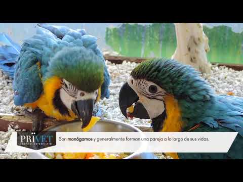 Guacamayo Ara Ararauna Papillero: Todo lo que debes saber