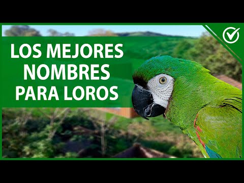 Nombres para guacamayos machos: ideas divertidas y originales