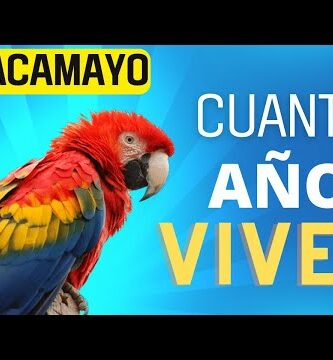 Precio del guacamayo ararauna: descubre cuánto cuesta esta hermosa ave