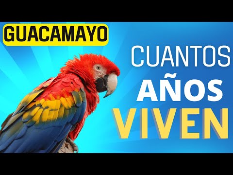 Precio del guacamayo ararauna: descubre cuánto cuesta esta hermosa ave