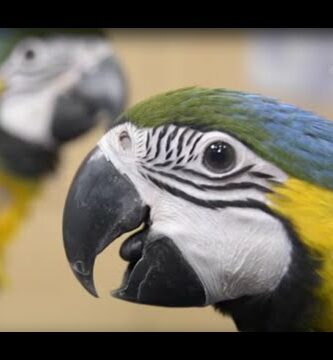 Guacamayo amarillo: todo sobre esta hermosa especie de ave