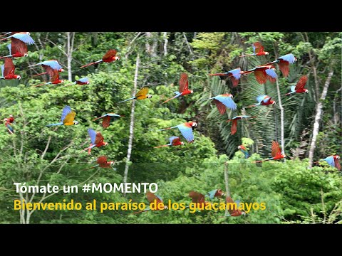 Descubre la belleza del guacamayo peruano en su hábitat natural