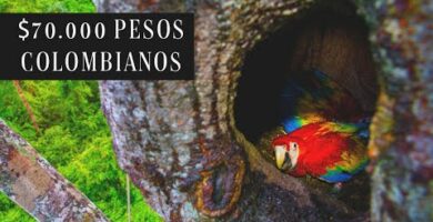 Venta de guacamayos en Colombia: Exóticas aves a tu alcance