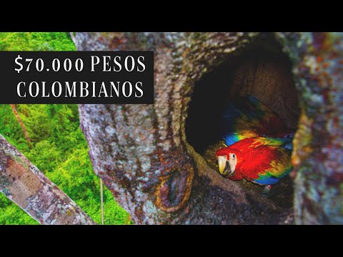 Venta de guacamayos en Colombia: Exóticas aves a tu alcance